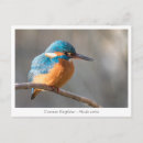 Suche nach eisvogel postkarten Tiere