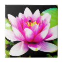 Suche nach rosa lilie fliesen Wasserlilie