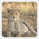 Suche nach wildkatzen aufkleber Raubtier