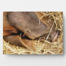 Suche nach schweine fotoplatten Nutztiere