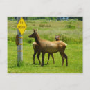 Suche nach elch foto postkarten Tierwelt