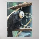 Suche nach saki Tiere
