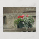 Suche nach geranien postkarten Blume