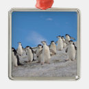 Suche nach antarktisch ornamente Antarktika