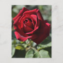 Suche nach hübsche rote rosen postkarten Schön