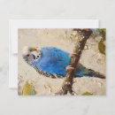 Suche nach budgie postkarten Vogelvogel