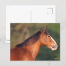 Suche nach clydesdale postkarten Rasse