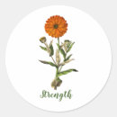 Suche nach ringelblume aufkleber Botanisch