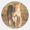 Suche nach löwin aufkleber Afrika