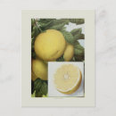 Suche nach grapefruit postkarten Blume