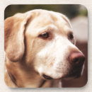 Suche nach canis untersetzer Hund