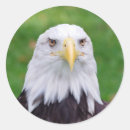 Suche nach raubvögel aufkleber Leucocephalus haliaeetus