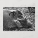 Suche nach weg vom haken poster postkarten Schwein
