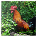 Suche nach hahn fliesen Bauernhof