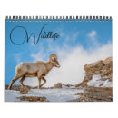 Suche nach bison kalender Wildtiere