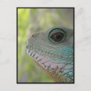 Suche nach beobachter postkarten Tier