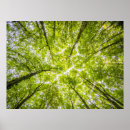 Suche nach grüner baum poster Natur