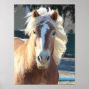 Suche nach haflinger poster Horse
