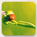 Suche nach marienkäfer untersetzer Natur