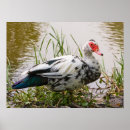 Suche nach wildente poster Enten