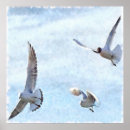 Suche nach seagull poster Tierwelt