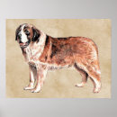 Suche nach bernard hund poster Heilige