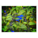 Suche nach salvia poster Blau