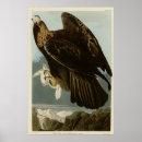Suche nach goldener adler poster Vogelvogel