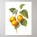 Suche nach vintage botanik poster Natur