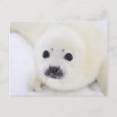 Suche nach schwarz weiß tiere postkarten Junge