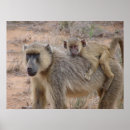 Suche nach mutter afrika poster Baby