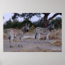 Suche nach zebras kunst Wildlife