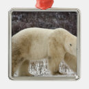 Suche nach kalt ornamente Tierwelt