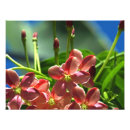 Suche nach strampler poster Blume