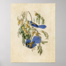 Suche nach florida vögel poster Illustration