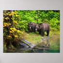 Suche nach grizzly poster Brown bear