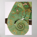 Suche nach skalen poster Grün