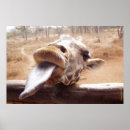 Suche nach afrika druck poster Giraffe