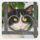 Suche nach katzenaugen aufkleber Niedlich
