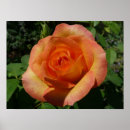Suche nach orange rose poster Fotografie
