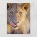 Suche nach männlicher löwe postkarten Wildtiere
