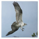 Suche nach raubvögel fliesen Falke