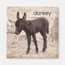 Suche nach esel magnete Für kinder