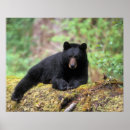 Suche nach baumstamm poster Fauna