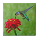 Suche nach kolibri fliesen Wild lebende tiere