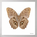 Suche nach braune eule poster Natur