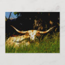 Suche nach longhorns postkarten Kühe