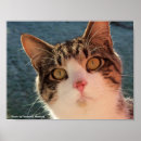 Suche nach felines poster Tier