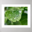 Suche nach ginkgo poster Blume