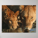 Suche nach südafrikanisch poster Wild lebende tiere